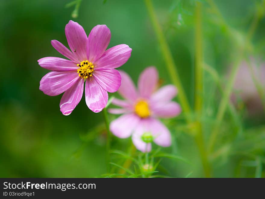 Cosmos flower; Shallow depth of field;