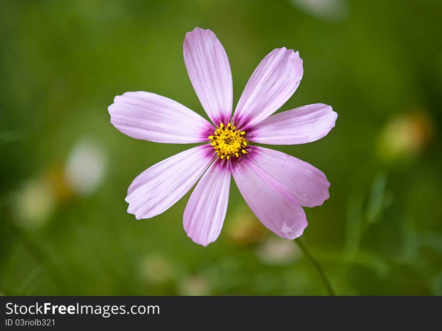 Cosmos flower; Shallow depth of field;