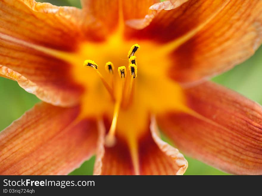 Orange lily in garden; Shallow depth of field; Focus in center;