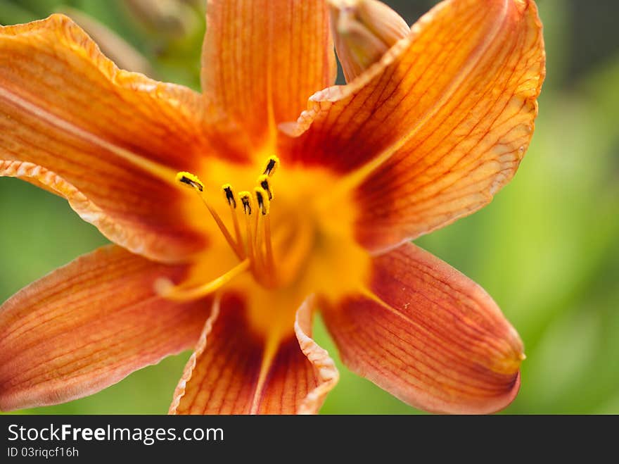 Orange lily in garden; Shallow depth of field;