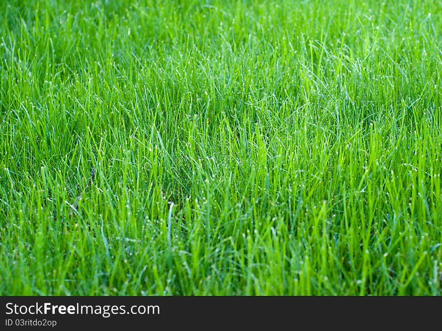 Green grass; Shallow depth of field;