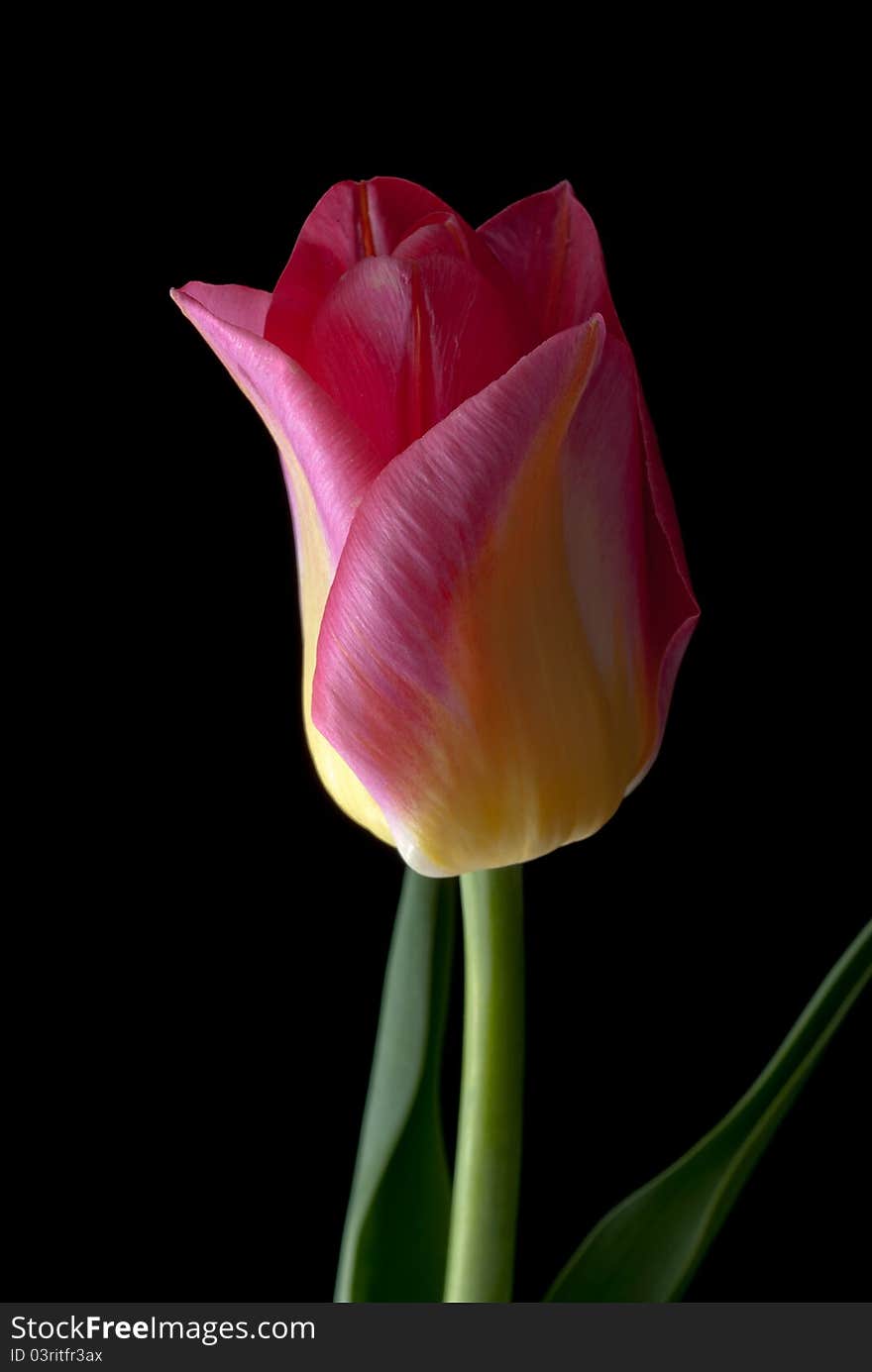 Tulip on black