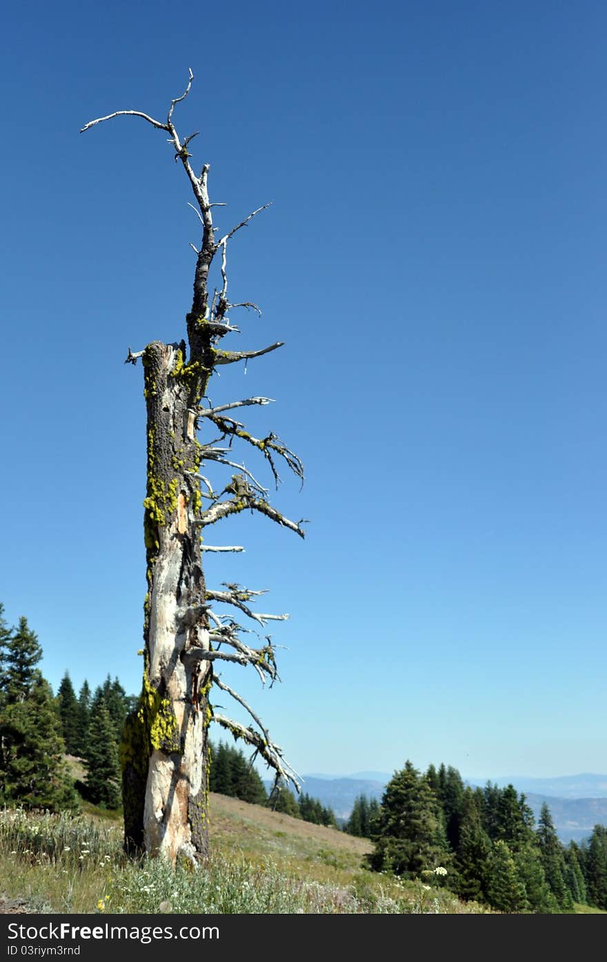 Taken at around 7000 feet just below Dutchman Peak fire lookout in Southern Oregon. 50 miles from Shasta and about 35 miles from Medford/Ashland. Talking to the fire watch at the lookout, she said many people who have lived their entire lives in Medford/Ashland have never been up to Dutchman Peak, only one of 3 remaining manned look outs in Oregon, the view is breath taking!. Taken at around 7000 feet just below Dutchman Peak fire lookout in Southern Oregon. 50 miles from Shasta and about 35 miles from Medford/Ashland. Talking to the fire watch at the lookout, she said many people who have lived their entire lives in Medford/Ashland have never been up to Dutchman Peak, only one of 3 remaining manned look outs in Oregon, the view is breath taking!