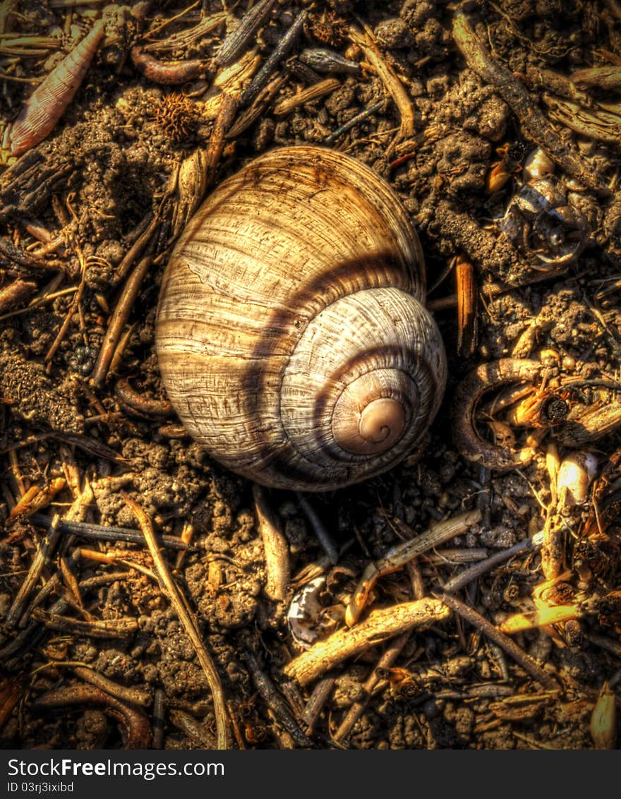 Dry shell on the burnt ground. Dry shell on the burnt ground