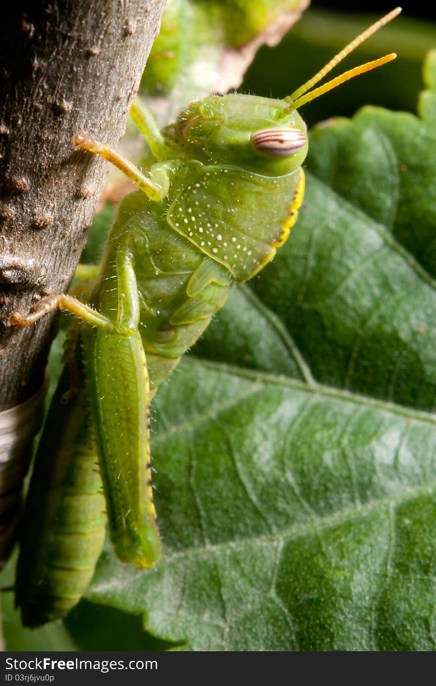 Little grasshopper resting in wood. Little grasshopper resting in wood