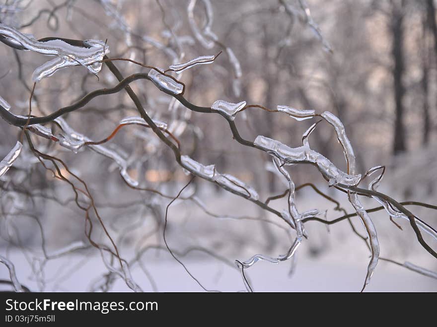 Winter trees under snow in russian park. Winter trees under snow in russian park