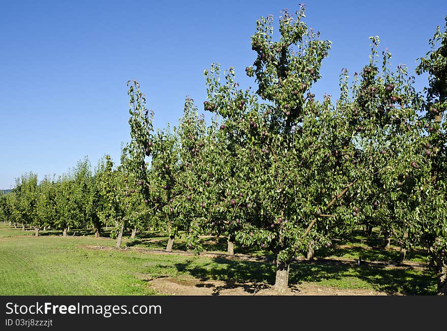 Purple Pears in an Orchard