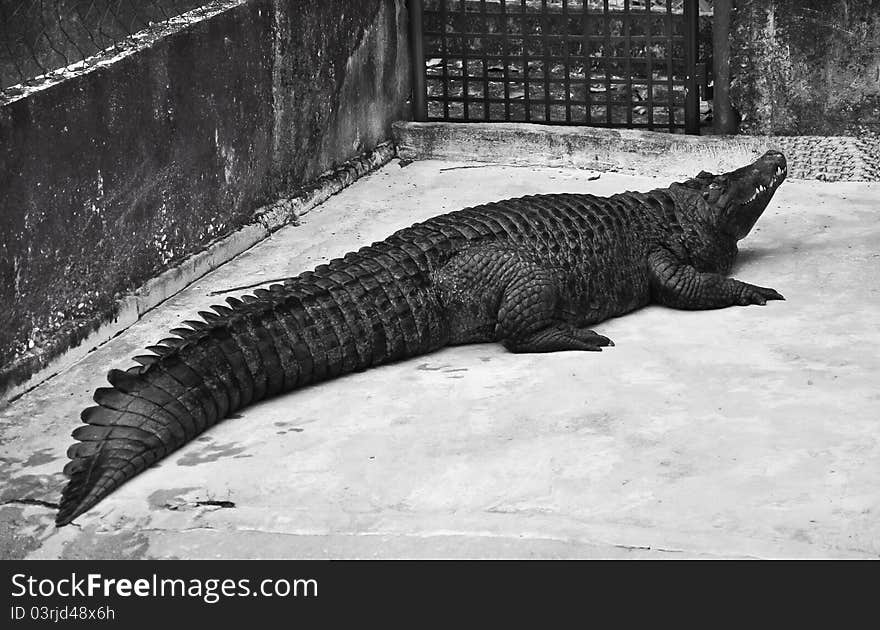 A black crocodile in a Malaysian zoo on Langkawi island.