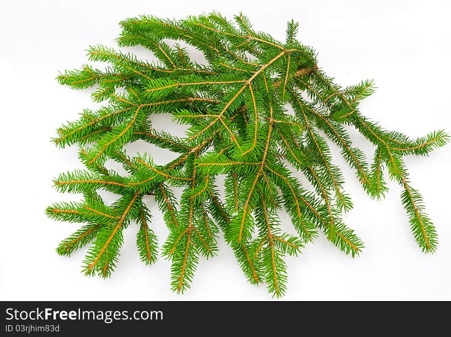 Closeup of a barren Christmas tree branches isolated on white background. Closeup of a barren Christmas tree branches isolated on white background.