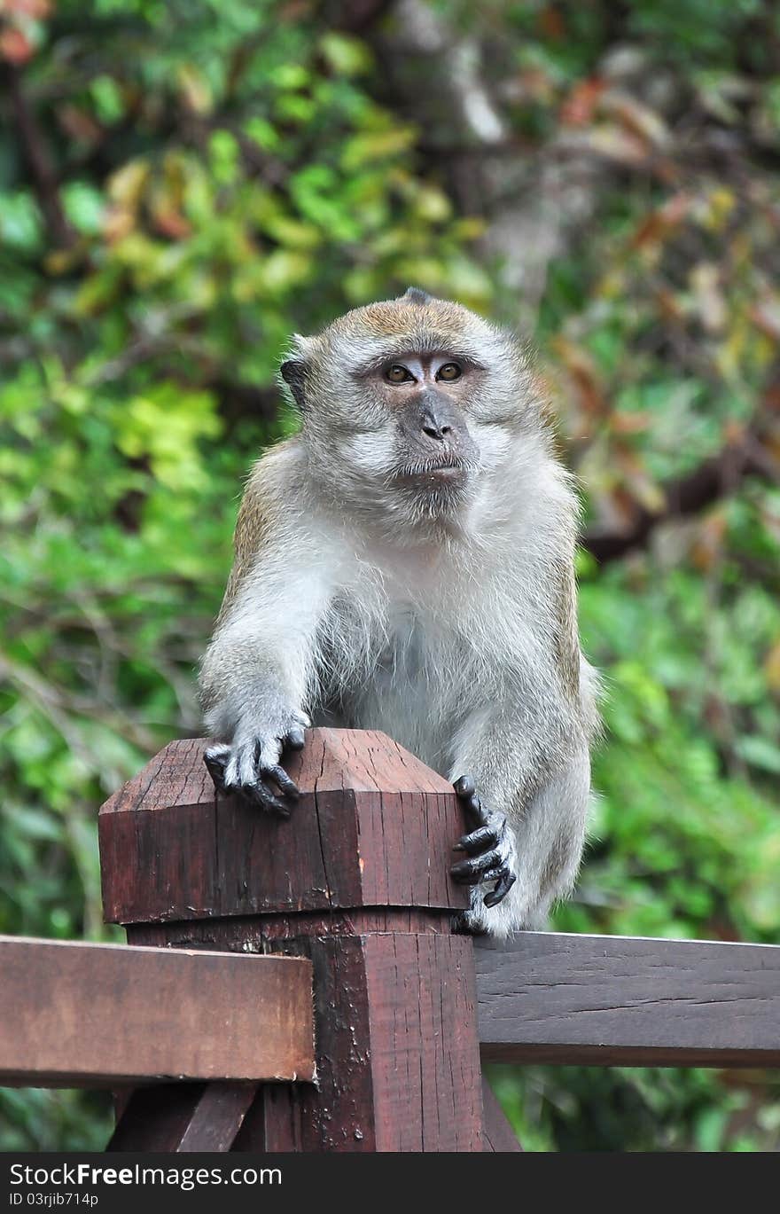 Monkey sitting on wooden handrails with a funny expression of its face. Monkey sitting on wooden handrails with a funny expression of its face.