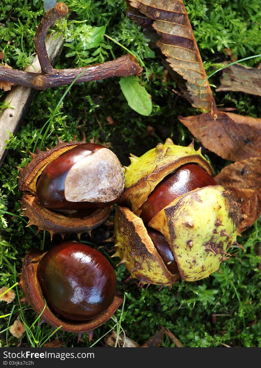 Fruit of the chestnut