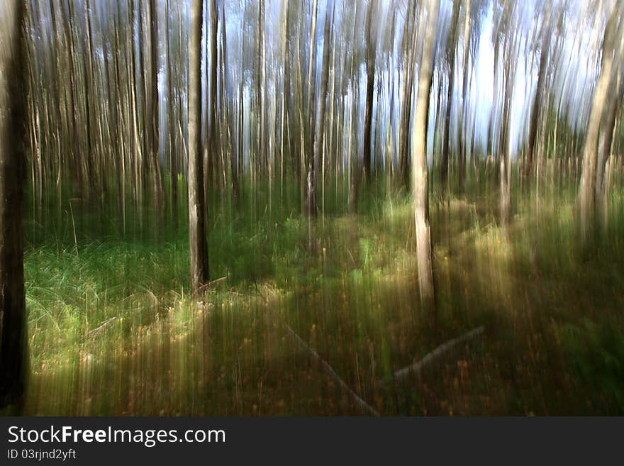 Forest bagground in the fall