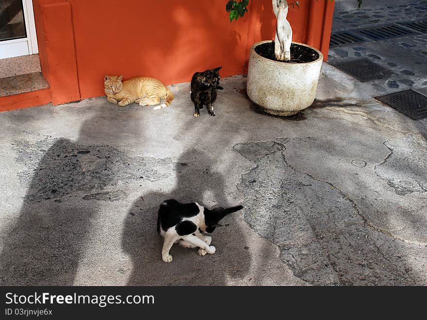 Street Cats at Puerto Tazacorte, La Palma