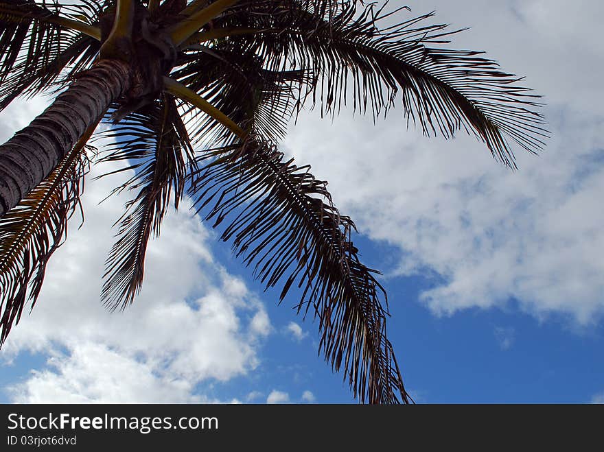 Palms at Puerto Tazacorte, La Palma