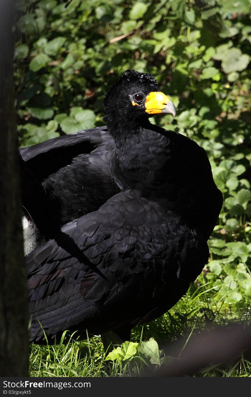 The black curassow in the grassland.