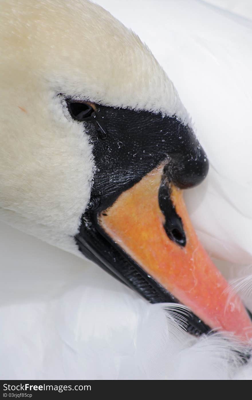 Swan portrait