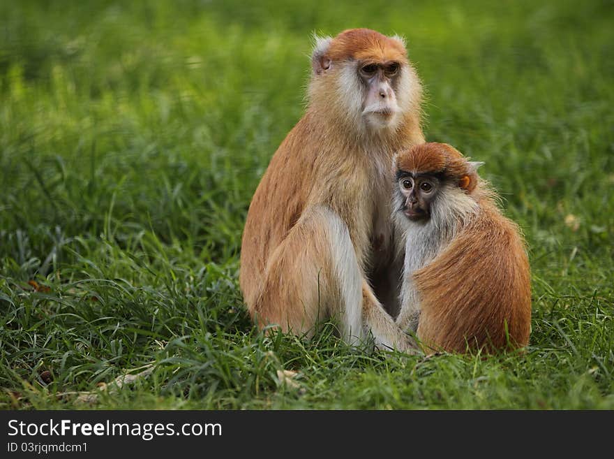 Patas monkey