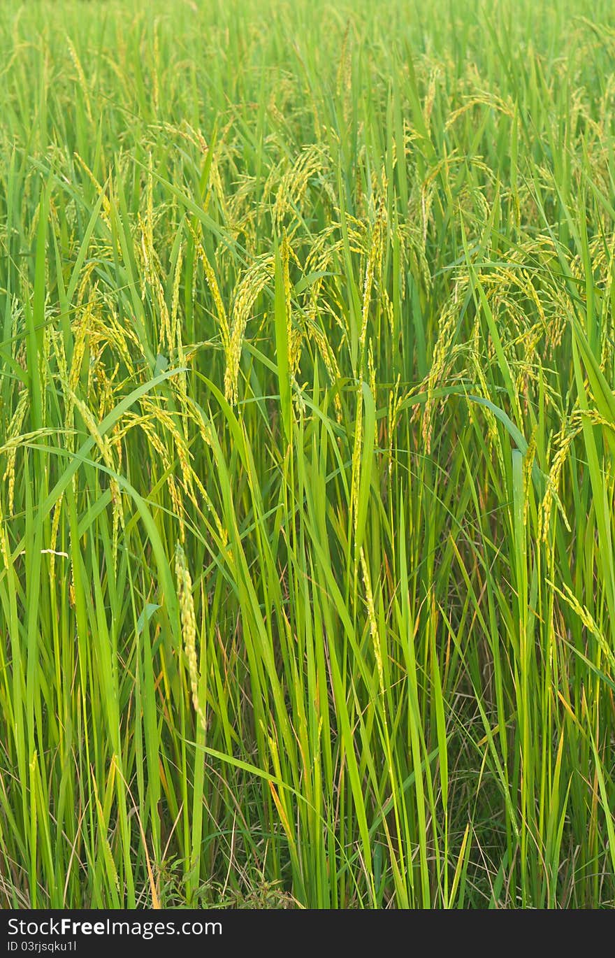 Nature of ricefield in Thailand