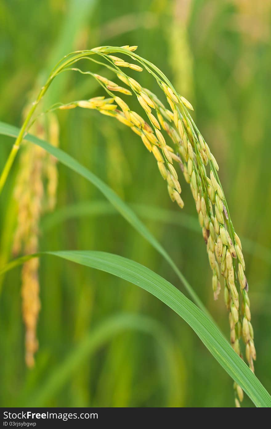 Paddy in nature of ricefield , Thailand