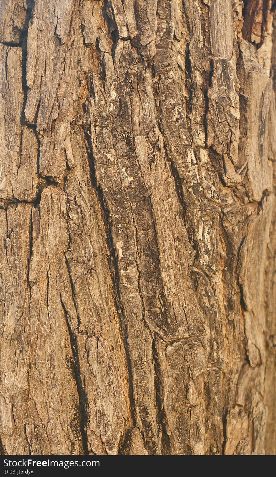 The texture of tree bark