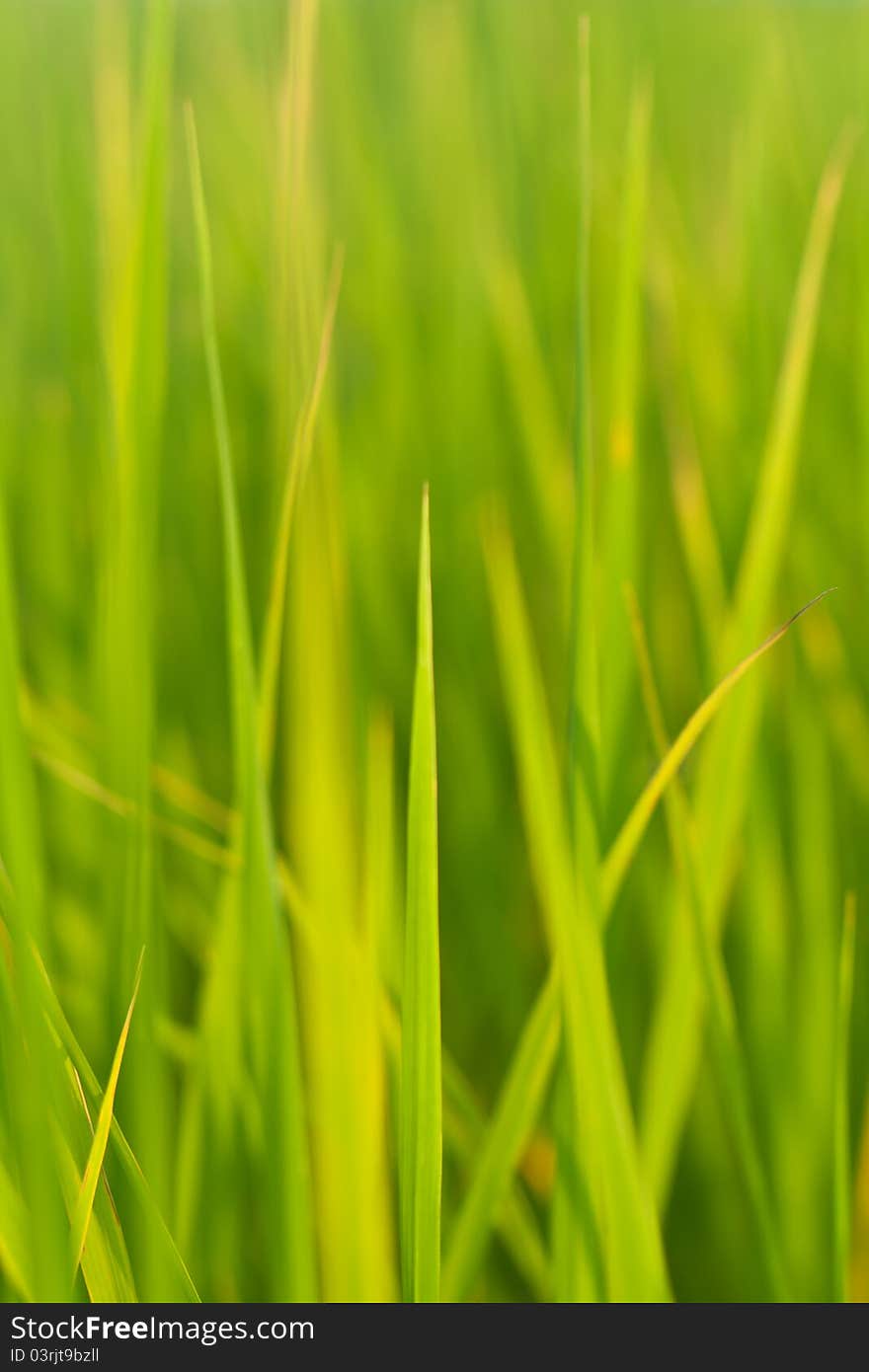 Texture and background of leave rice