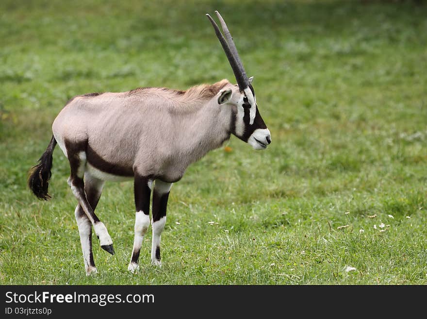 The gemsbock (Oryx gazella) in the grassland. The gemsbock (Oryx gazella) in the grassland.