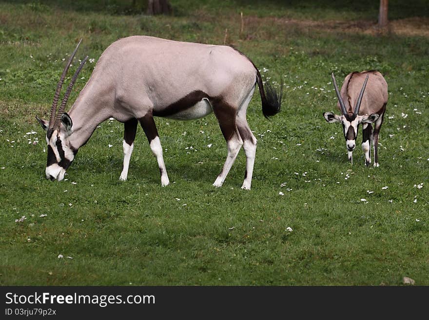 The grazing couple of gemsboks in the grass.