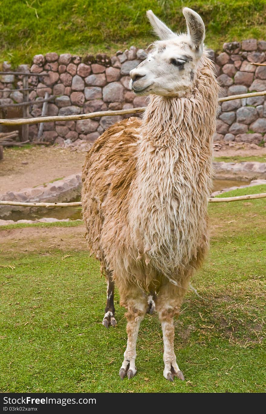 Alpaca