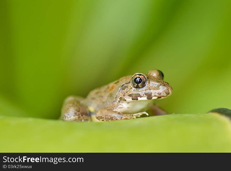 Portrait of resting asia frog