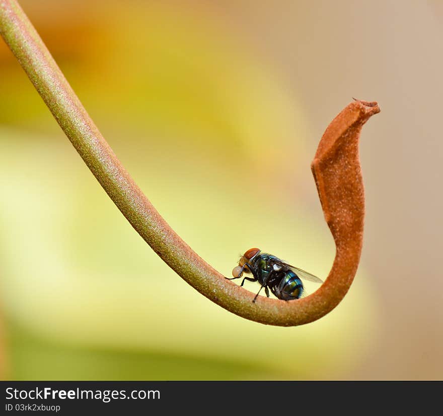 Fly playing saliva for food digestion