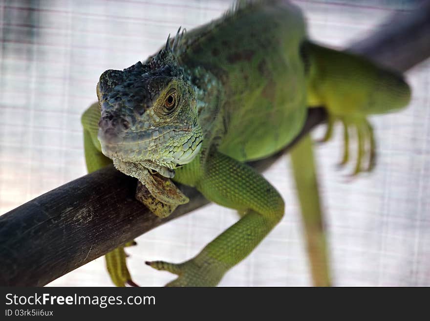 Green water dragon shot with selective focus. Green water dragon shot with selective focus.