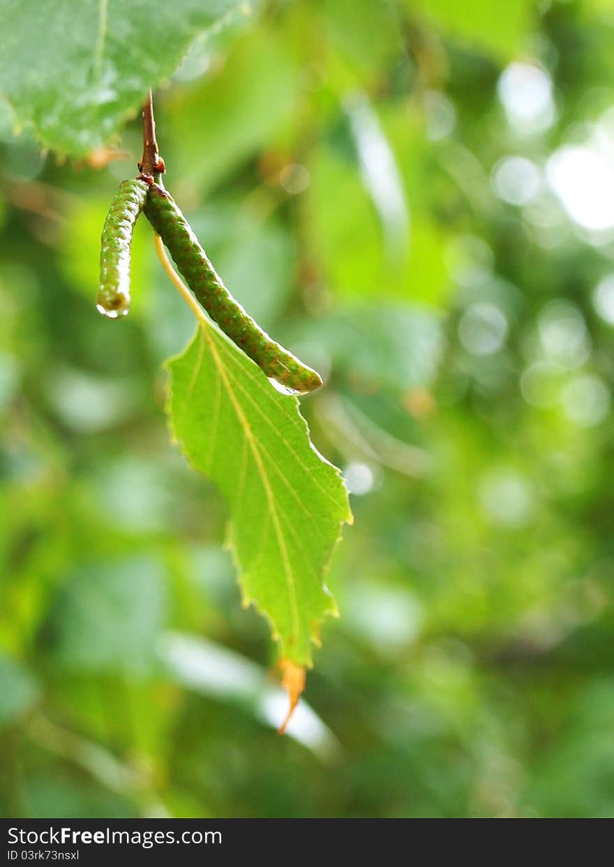 Birch Leaves And Ear Rings In The Rain