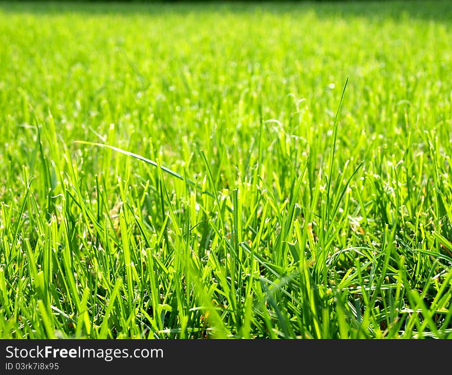 Background from a bright green grass. Background from a bright green grass