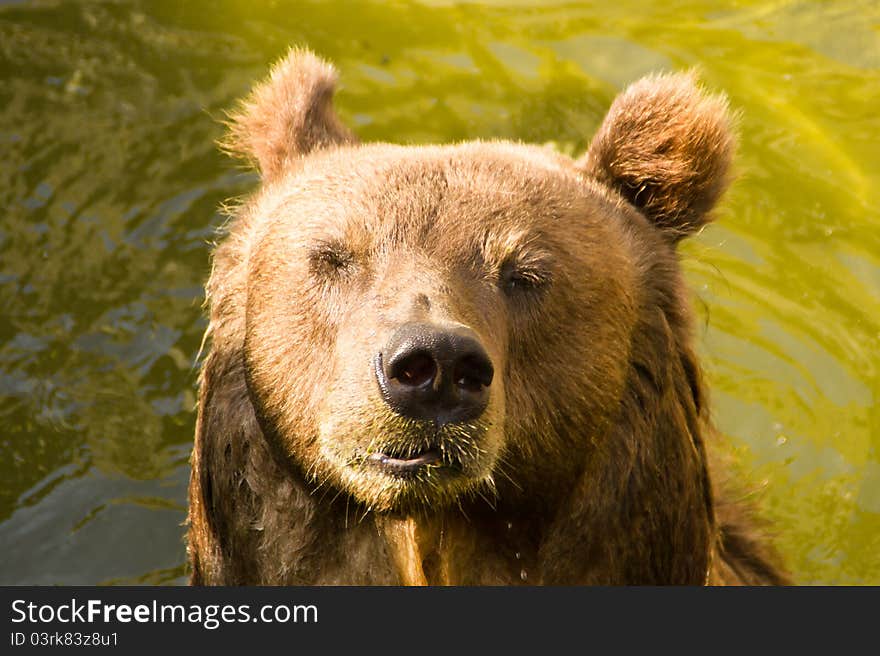 Brown Bear