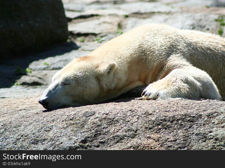 Polar bear in the zoo