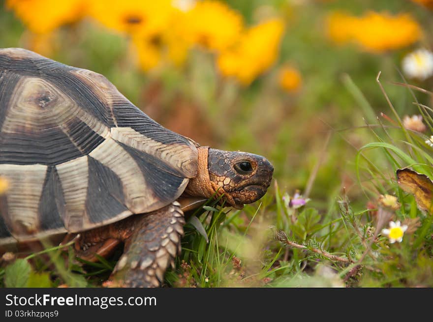 Tortoise amongst the flowers