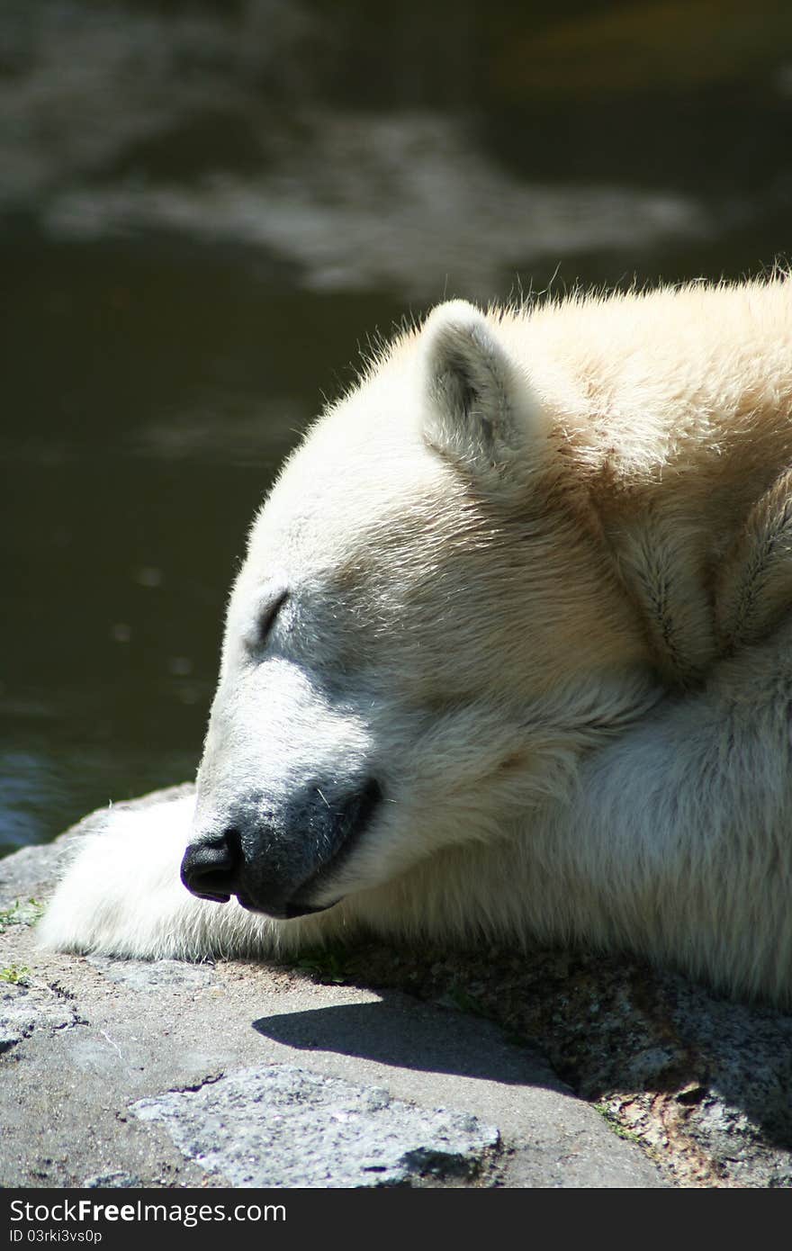 Polar bear is sleeping close up. Polar bear is sleeping close up