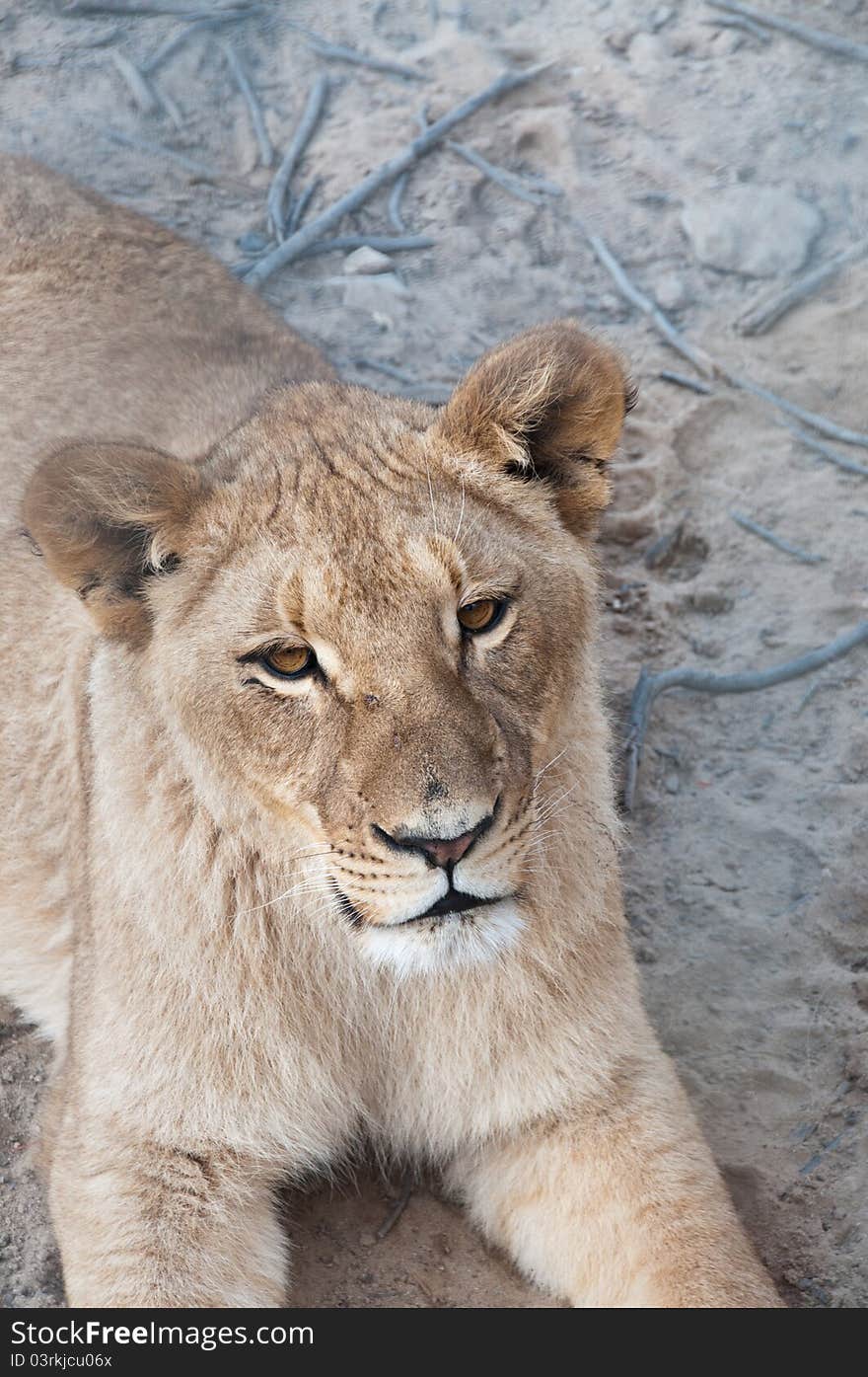 Lioness resting in a game reserve, South Africa. Lioness resting in a game reserve, South Africa