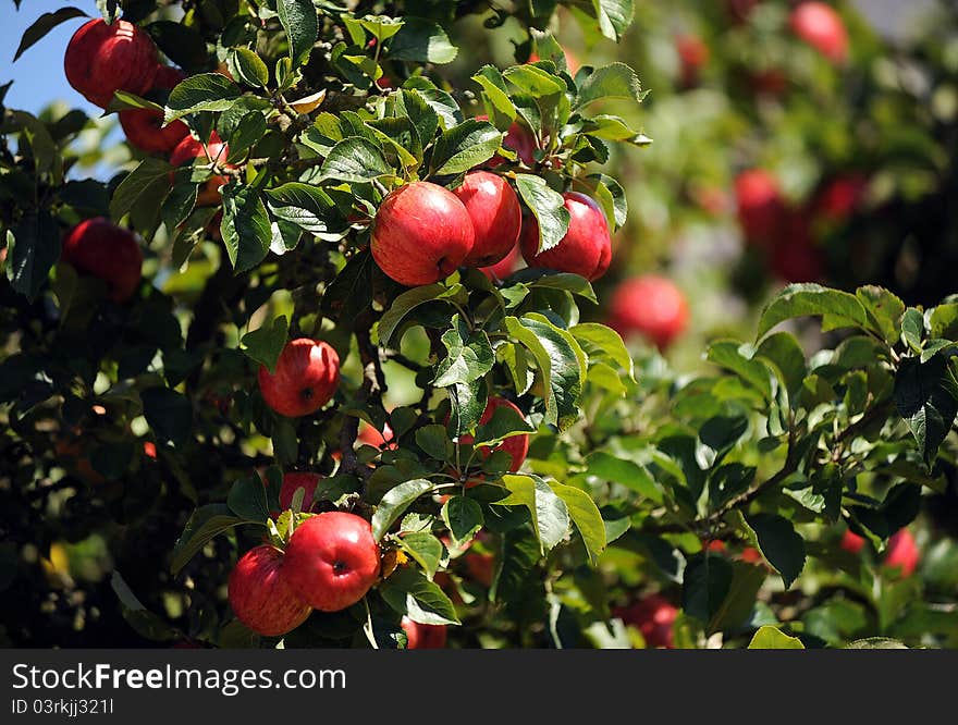 Fresh red apples in orchard