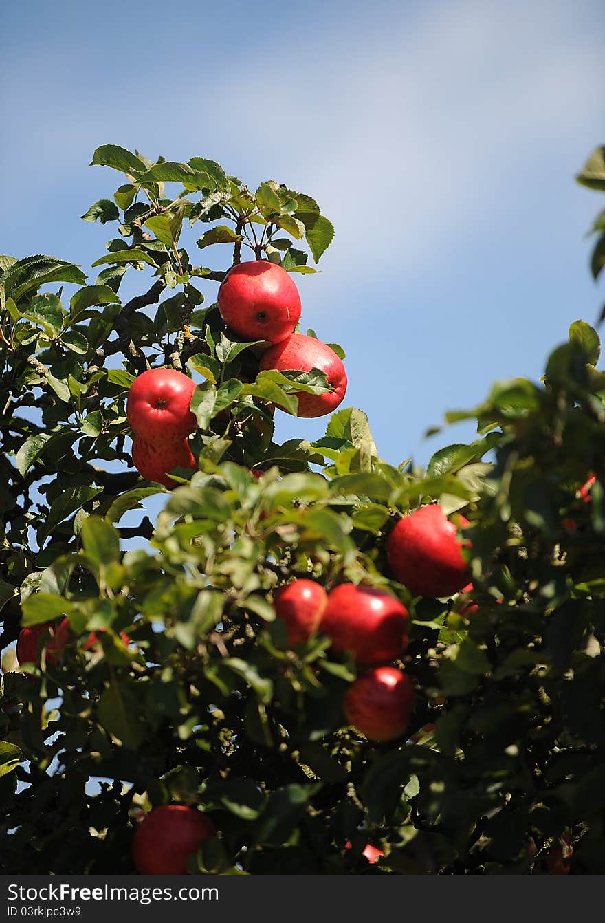 Fresh red apples in orchard