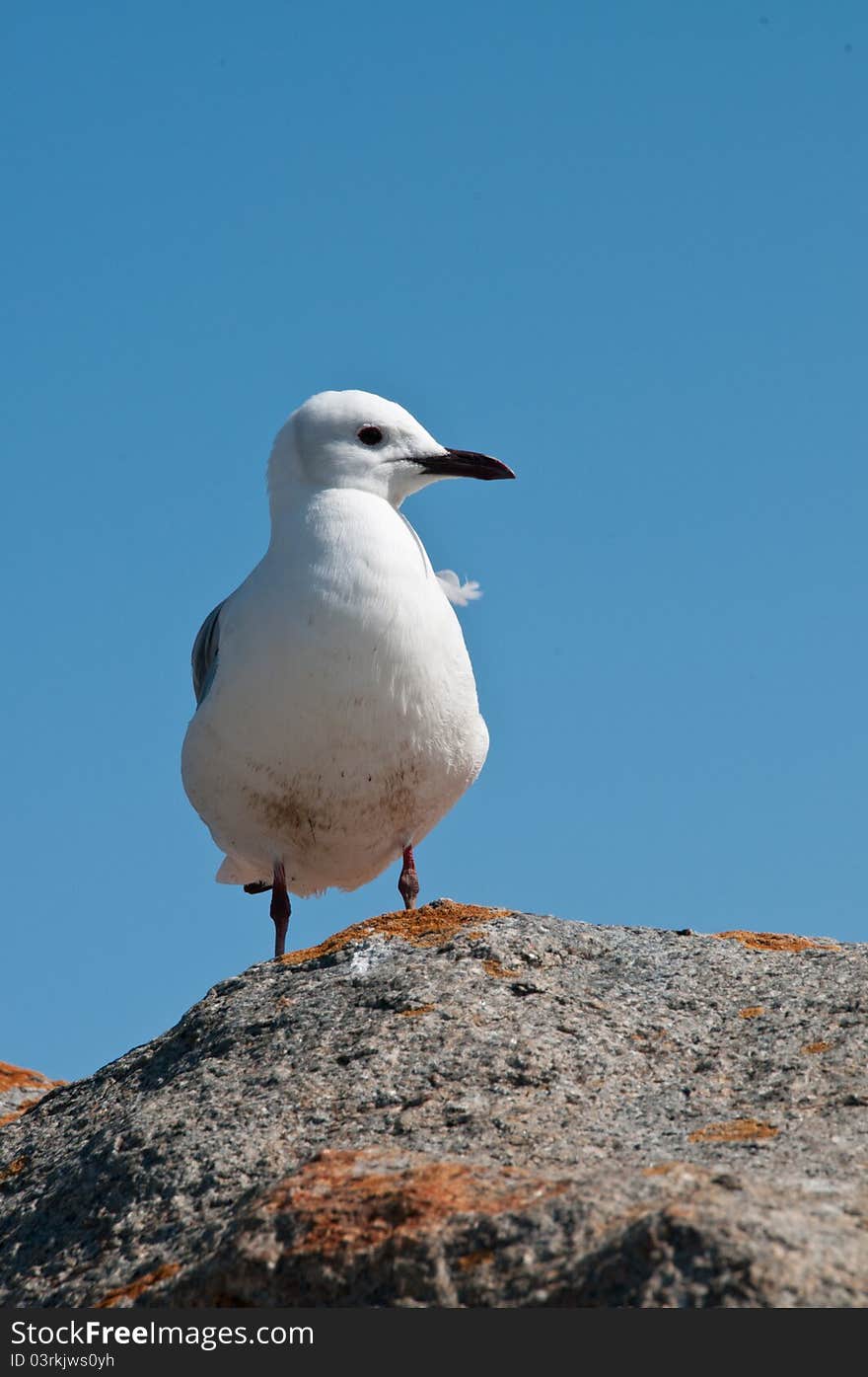 Peeping seagull