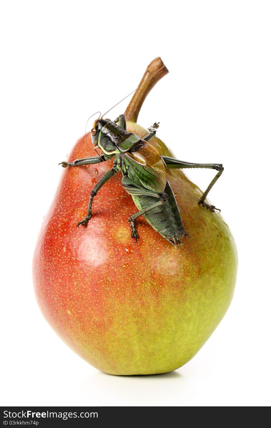 Grasshopper and pear