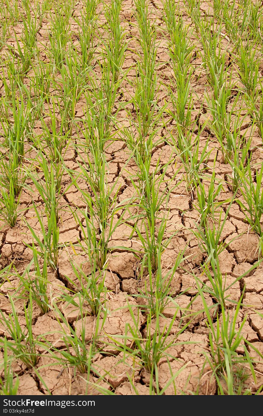 Rice Paddy Up Close From china, miyi