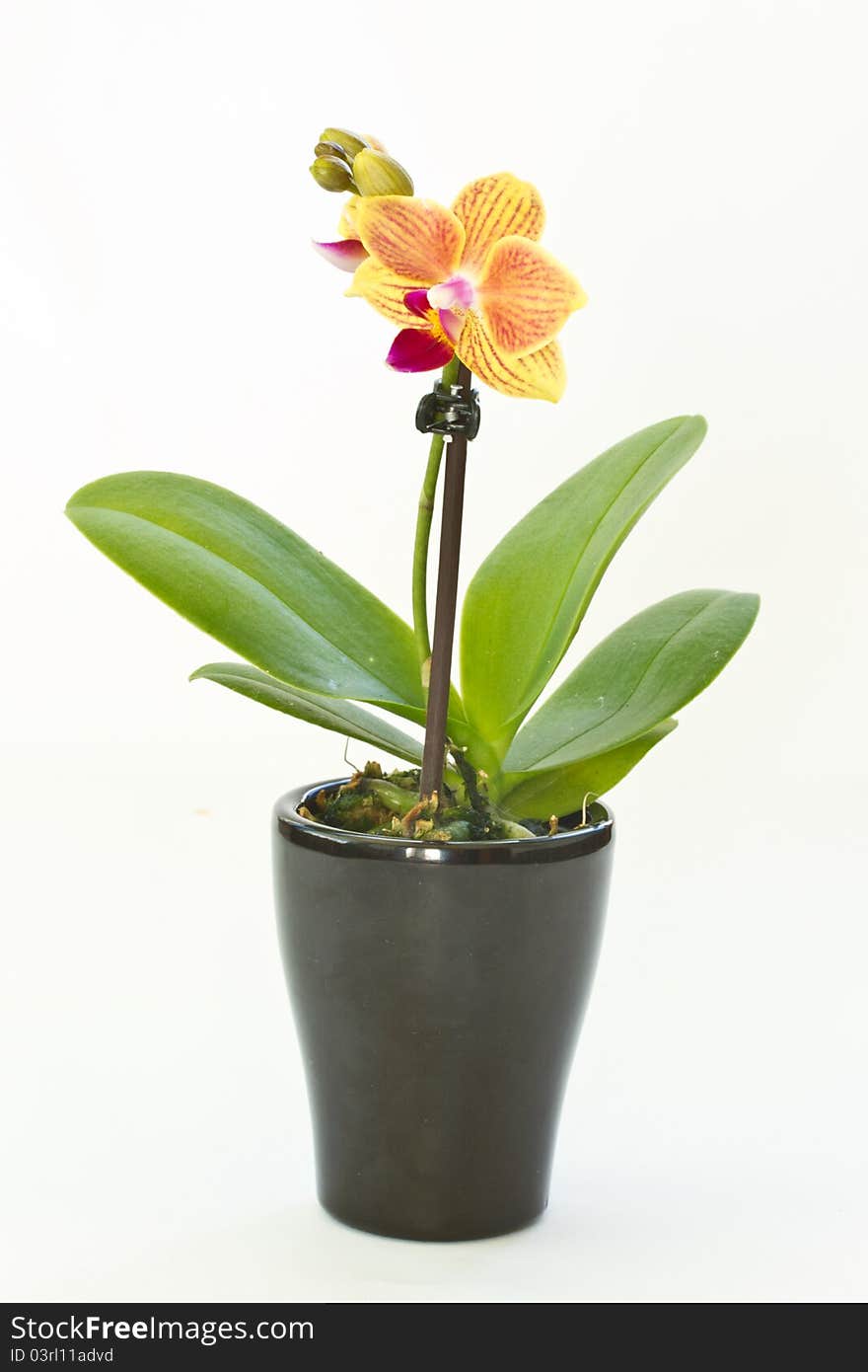 Orange flower phalaenopsis growing in a pot