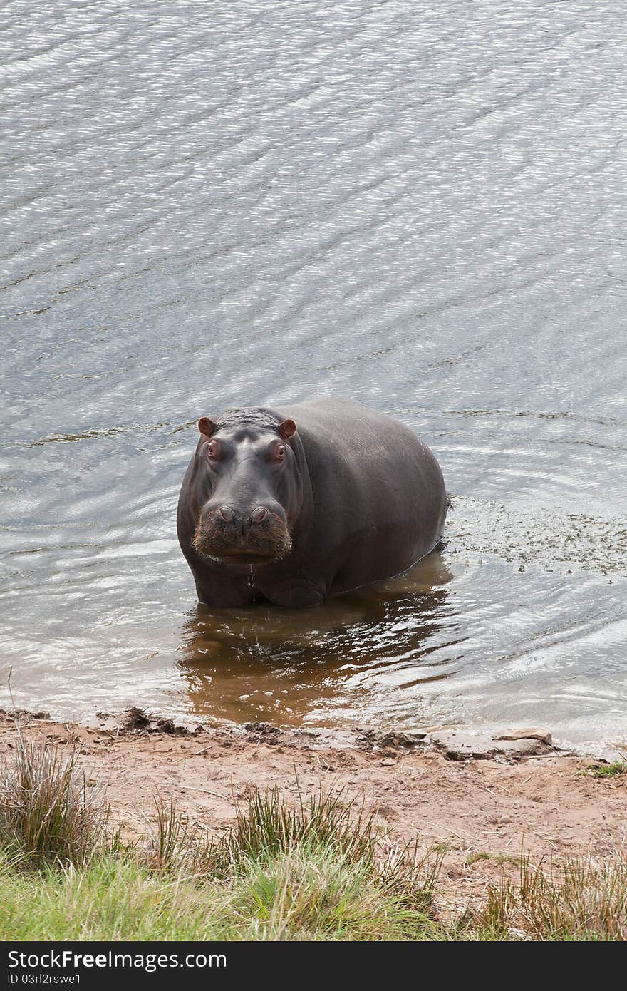 Hippopotamus bathing in a river in a game reserve, South Africa. Hippopotamus bathing in a river in a game reserve, South Africa