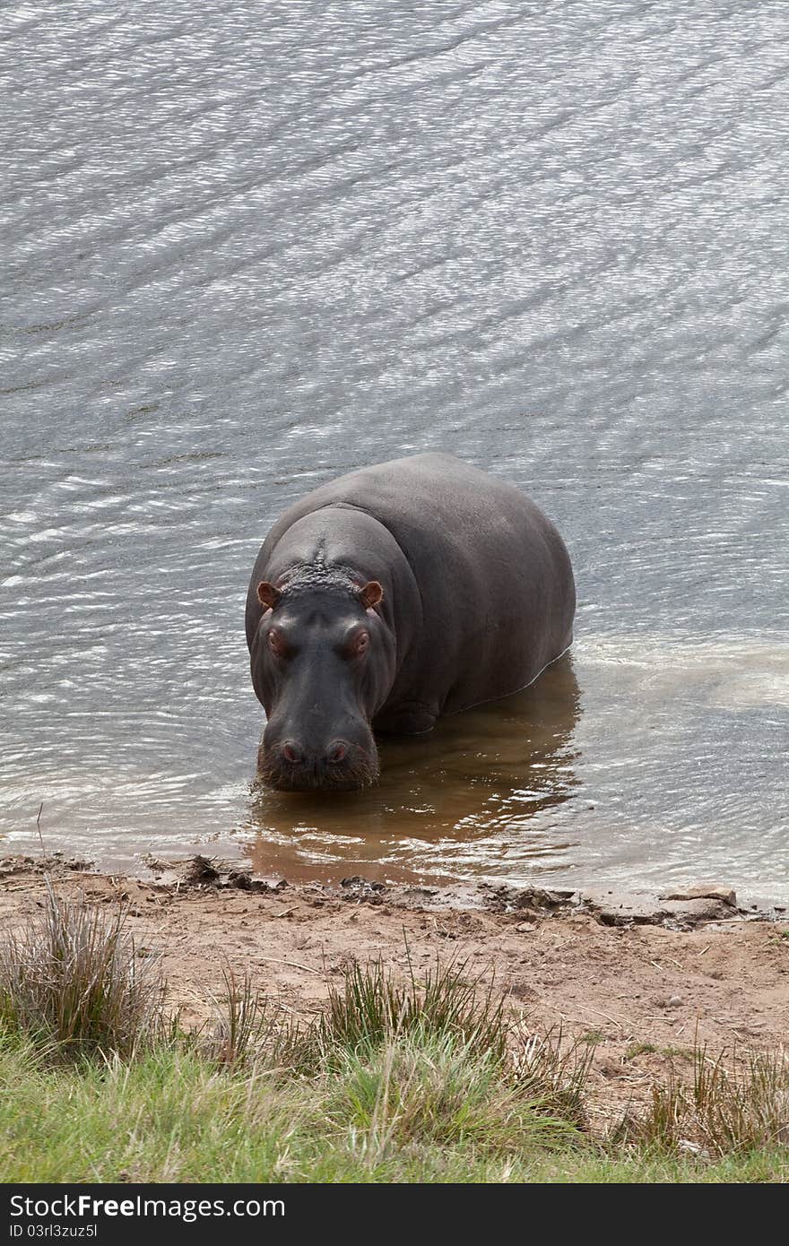 A hippopotamus standing in shallow water, South Africa. A hippopotamus standing in shallow water, South Africa