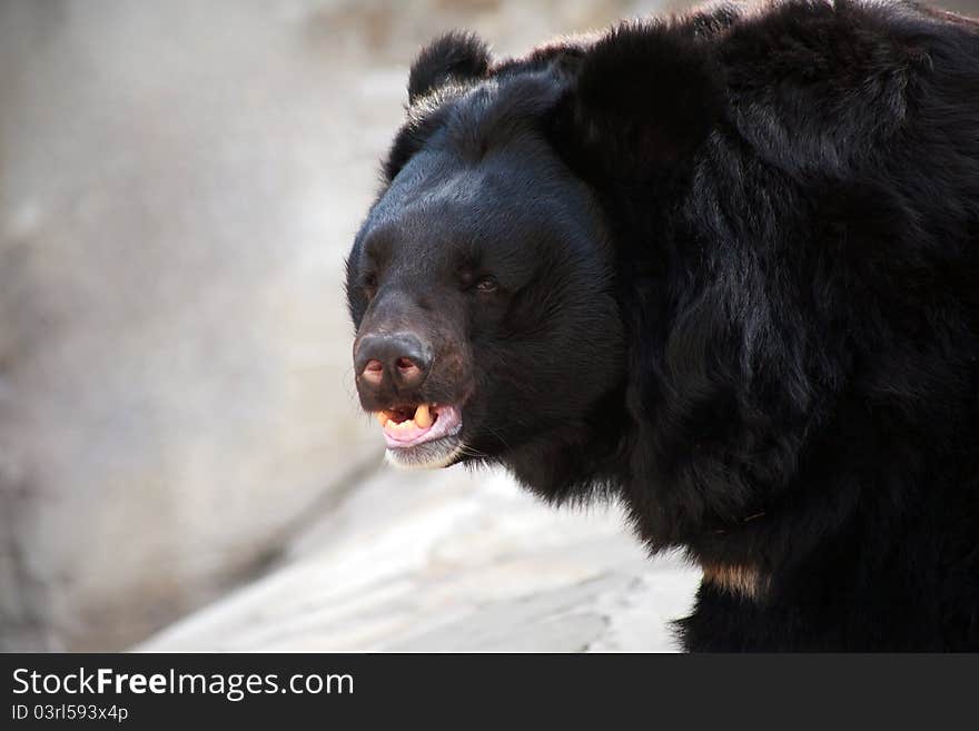 Himalayan Bear