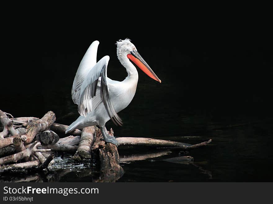 Pelican On Black