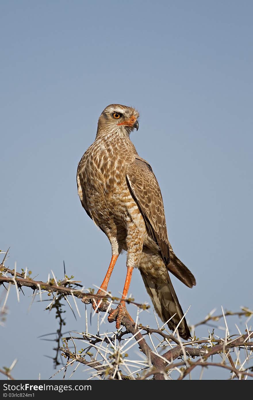 Close-up of Juvenile Southern Pale Chanting Goshaw