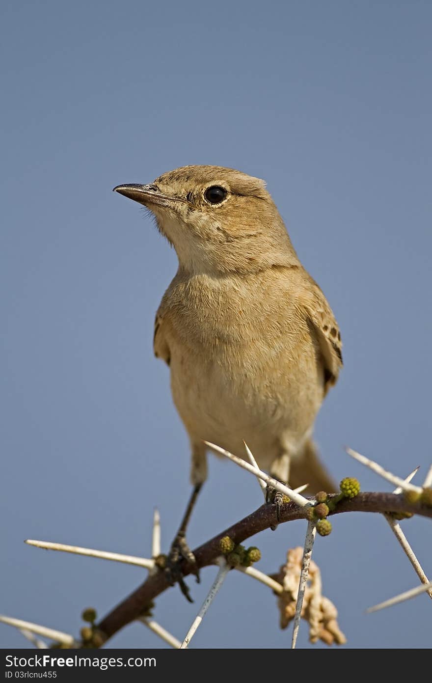 Chat Flycatcher Perched On Thorn Twig